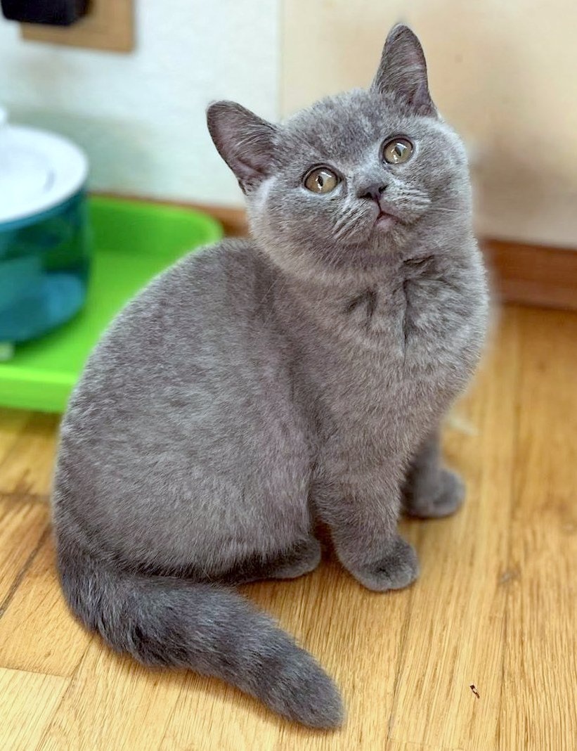 Britská modrá krátkosrstá koťata s PP - 2