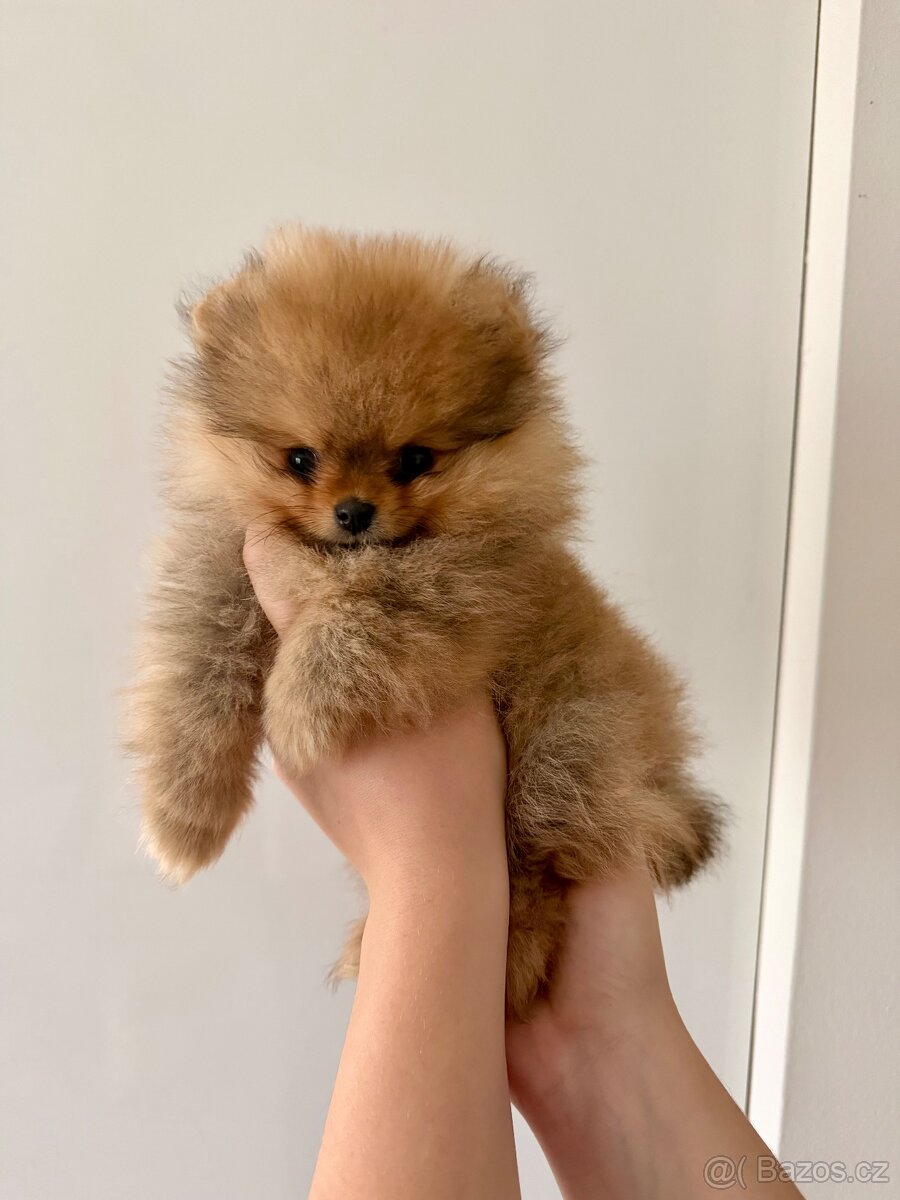 Pomeranian s PP - 2