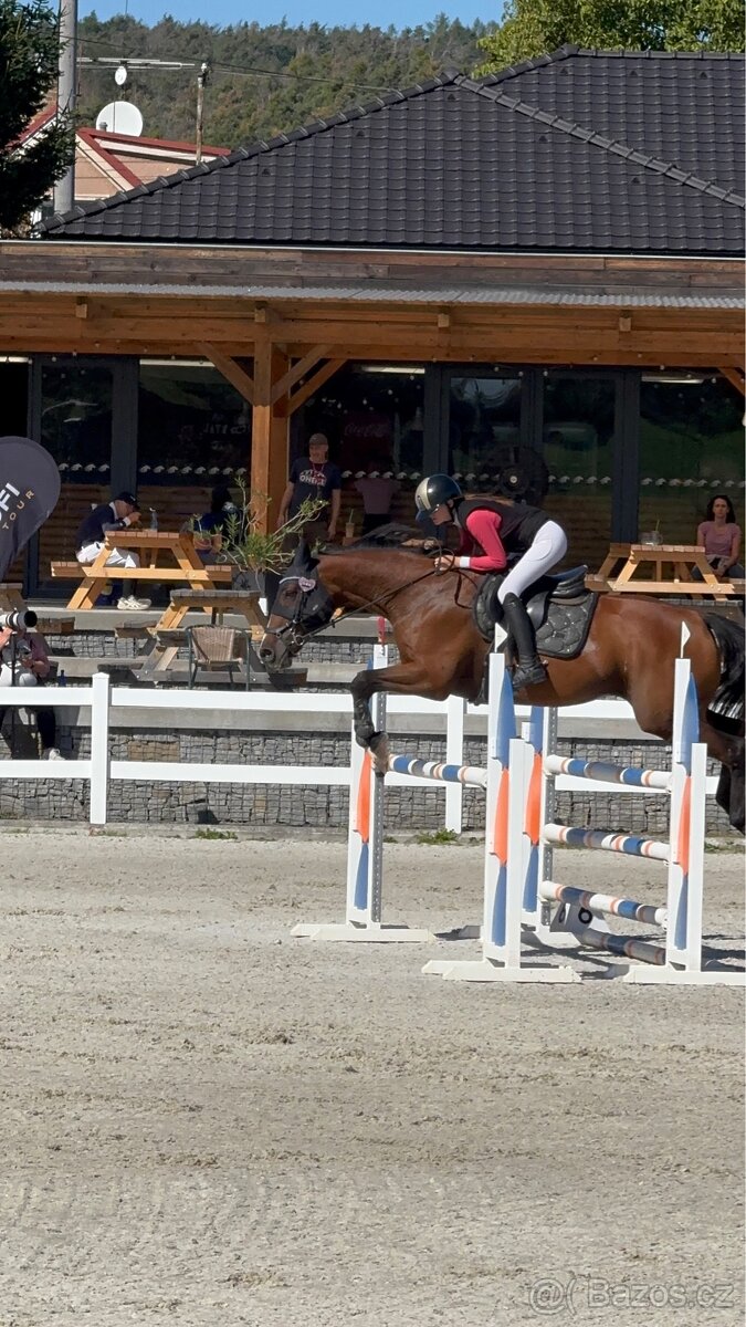 Kobyla do chovu a sportu - 2