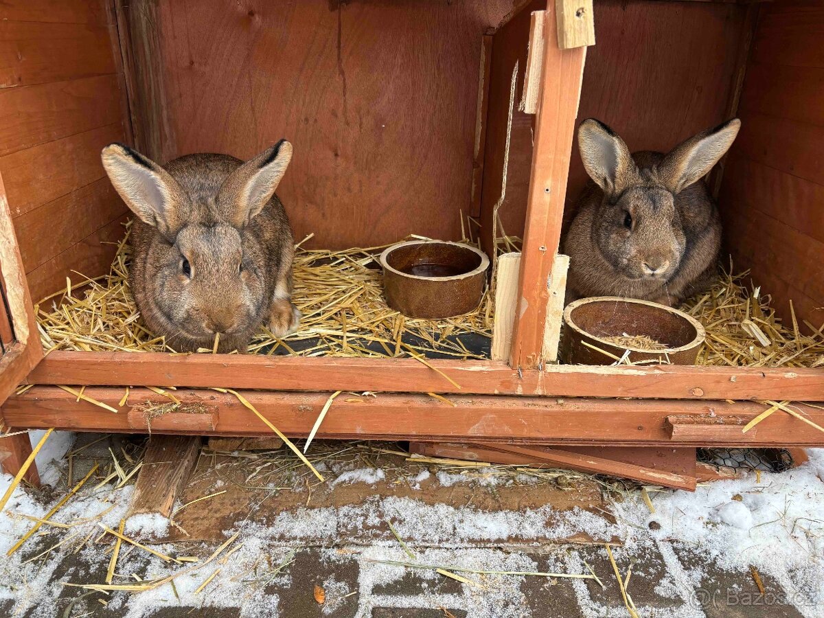 Samice činčila-vídeňský modrý - 2