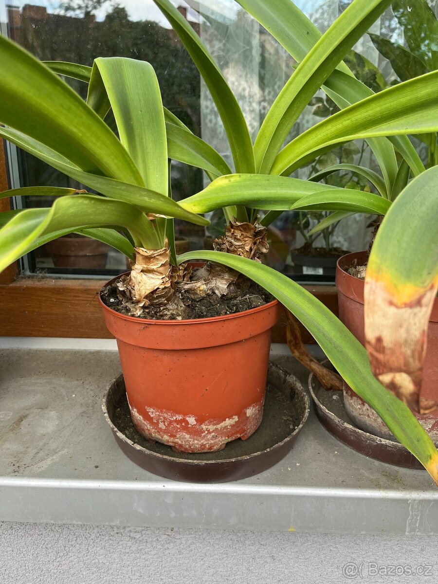 cibule amarylisu - 2