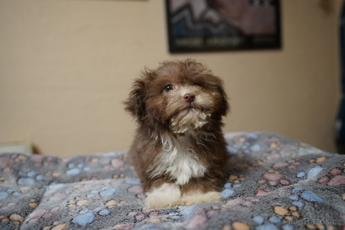 Roztomilá štěňátka havanského bišonka - 2