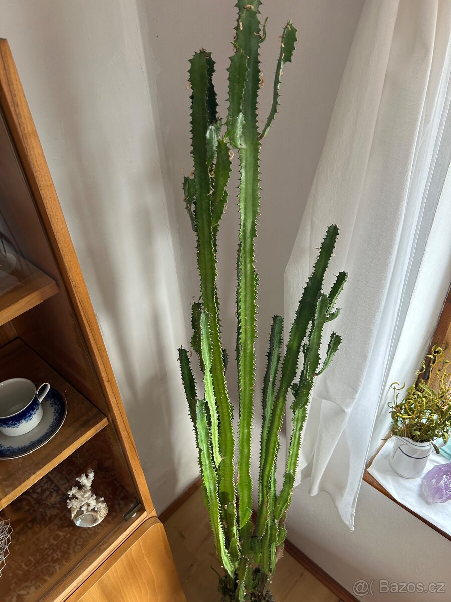 Velký kaktus - 2