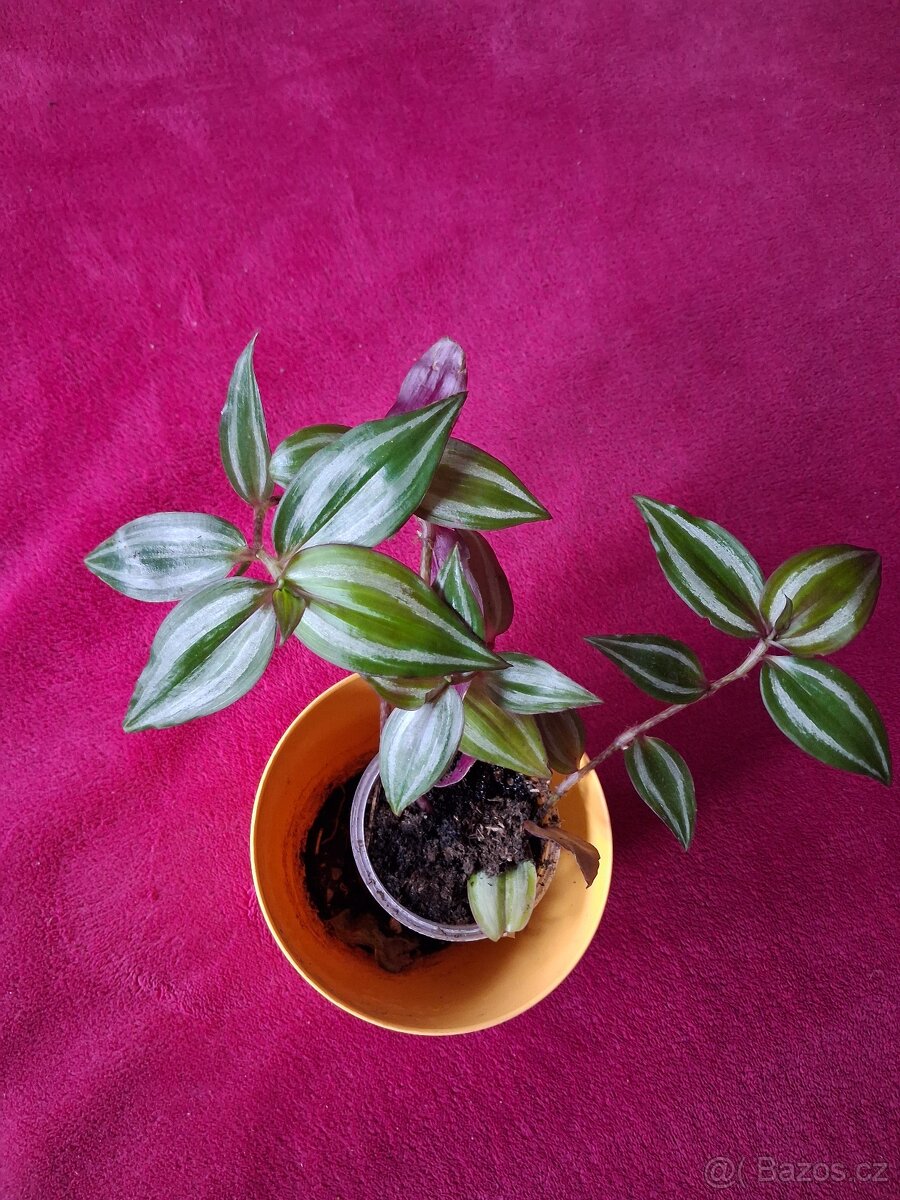 Tradescantia zebrina - 2