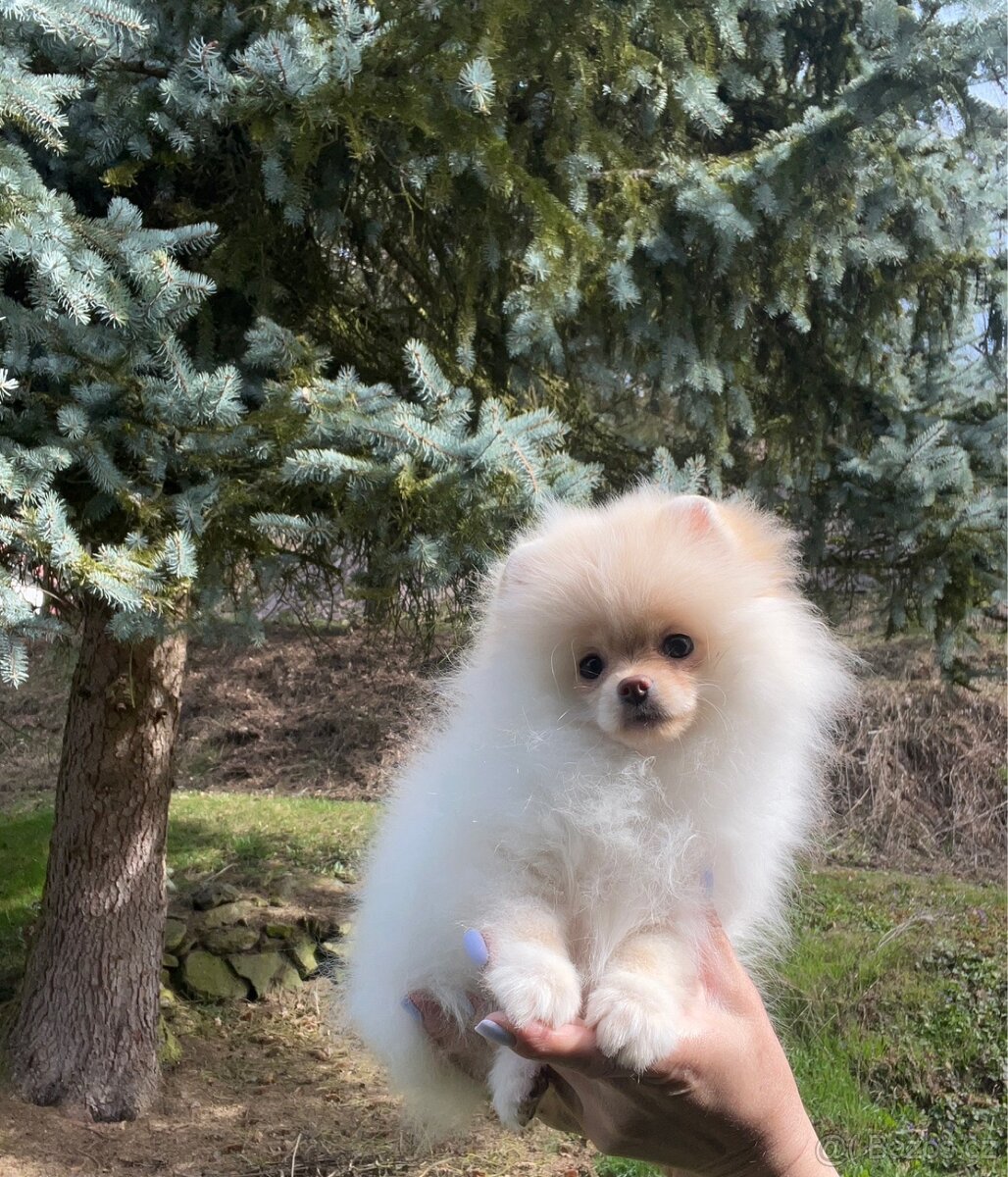 Pomeranian - 2