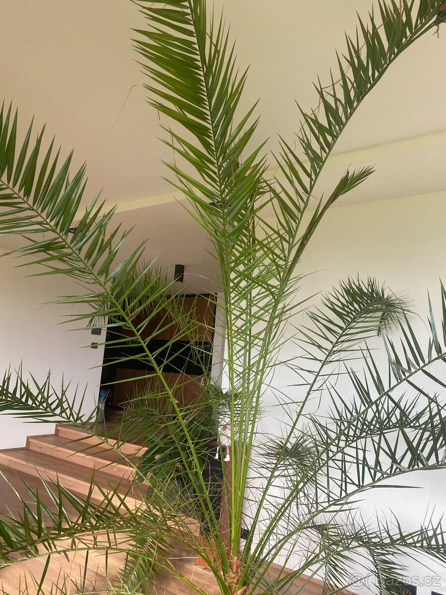 Vzrostla palma - 2
