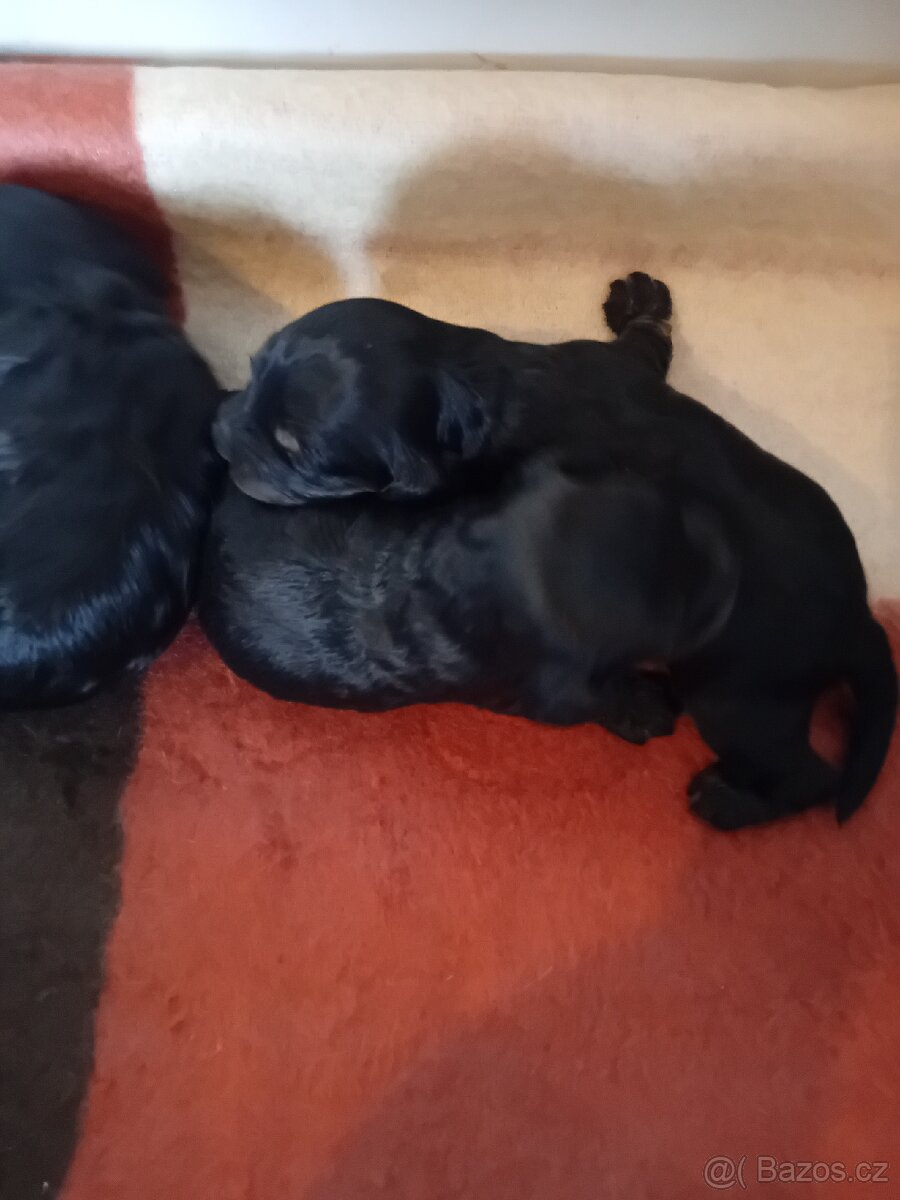 Cockapoo - 2