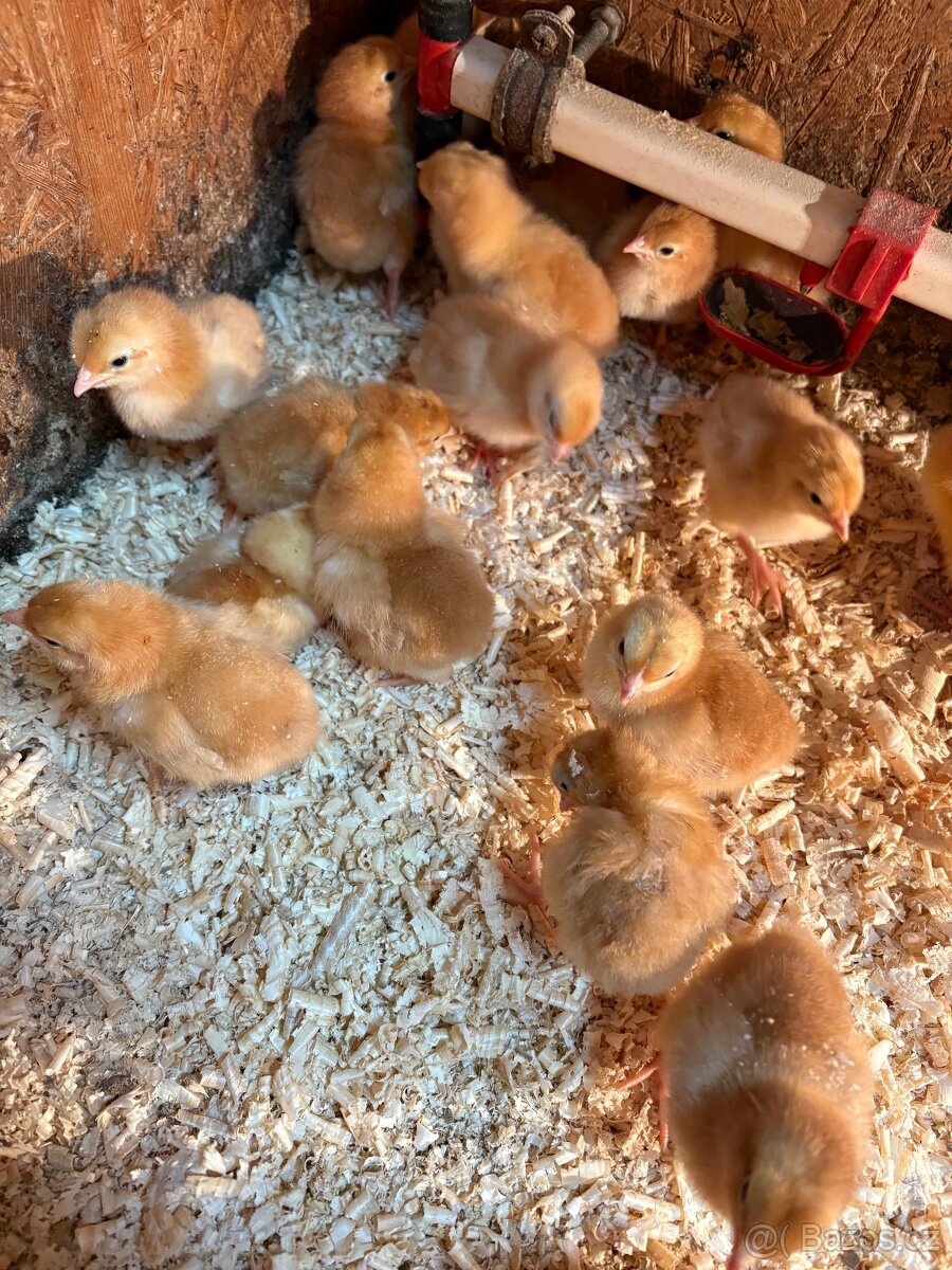 Kuřata Hempšírky - 2