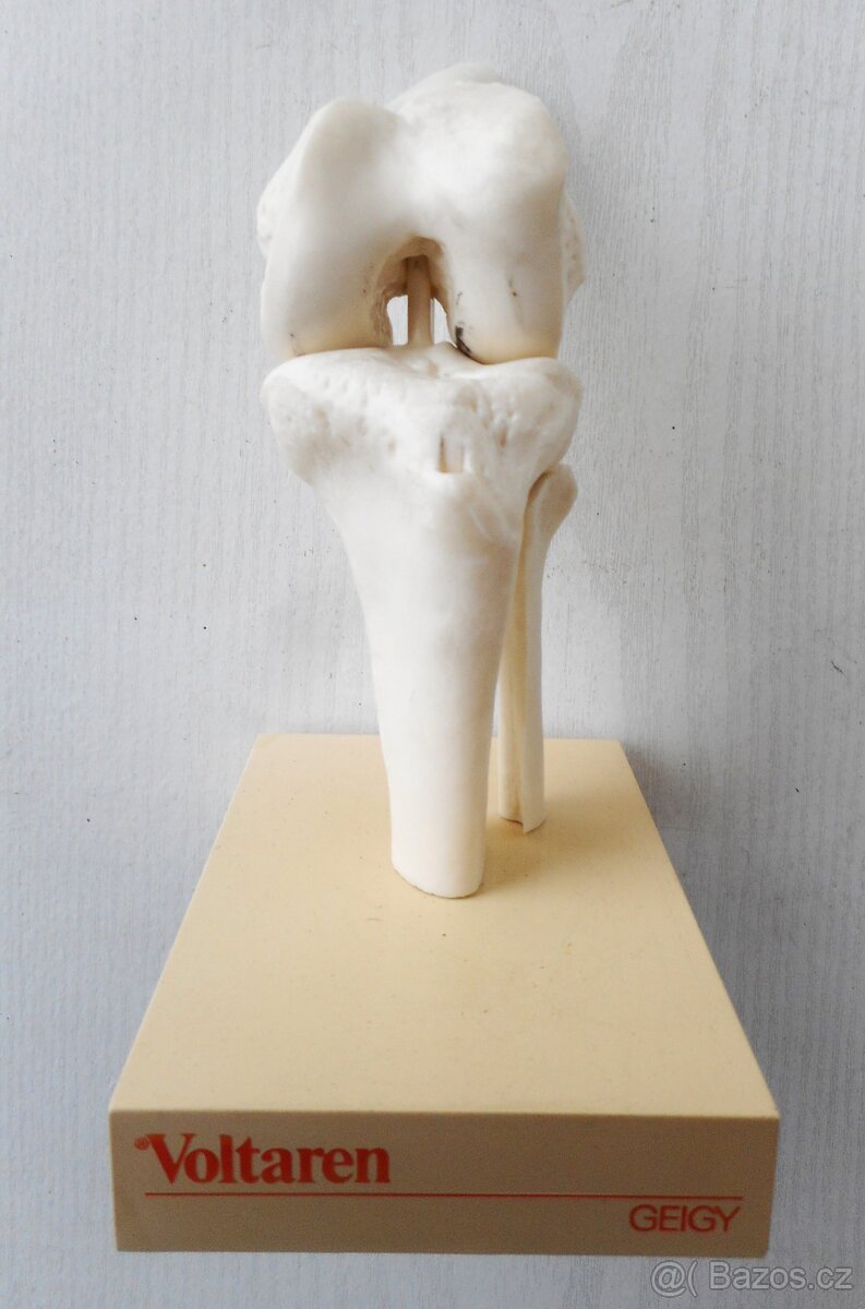plastový model kolena - 2