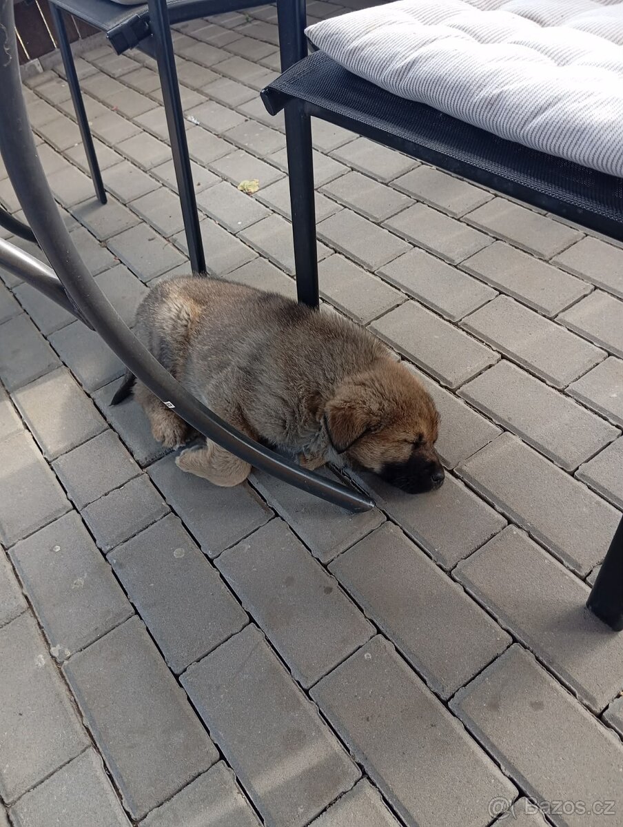 Prodám štěně Cangalského Pasteveckého psa - 2