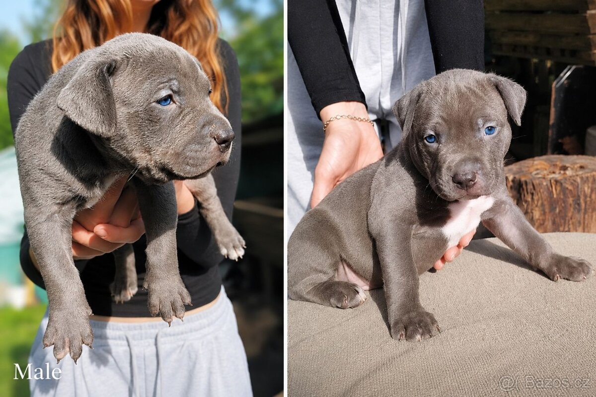 American bully XL - 2