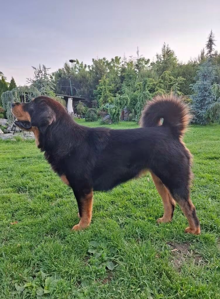 Rezervace Tibetská doga - 2