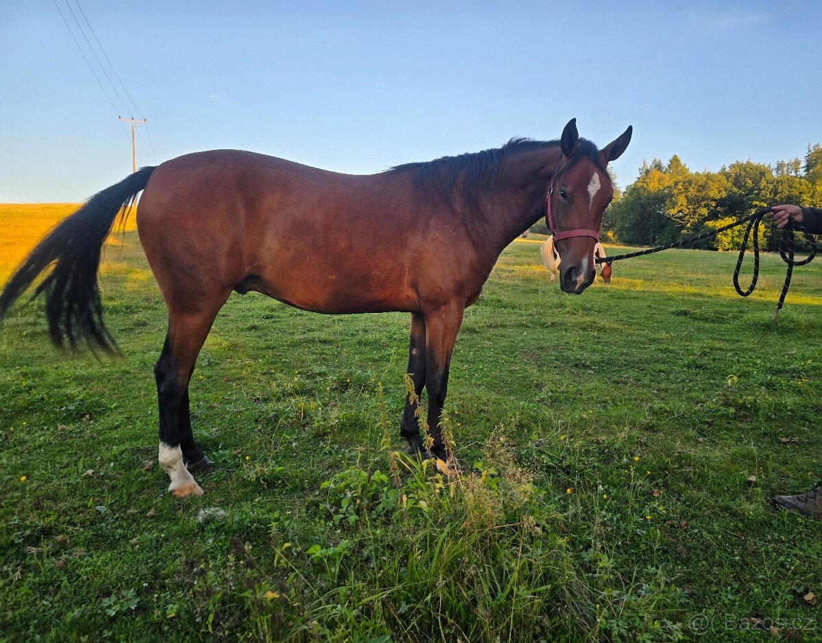American paint horse valach - 2