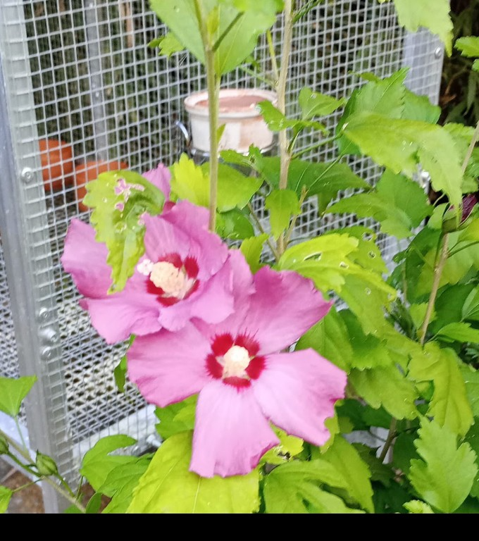 Ibišek syrský (Hibiscus syriacus) - 2