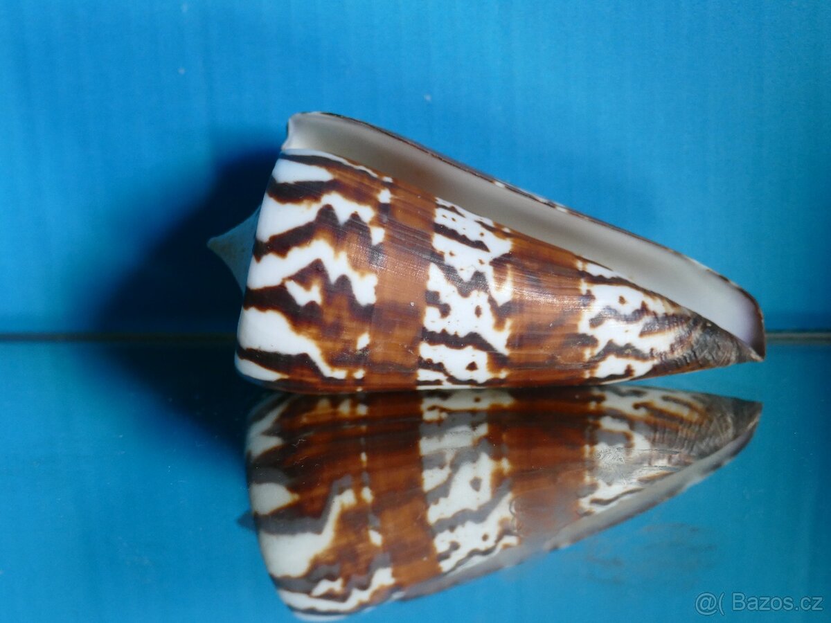 Conus generalis XL - 2