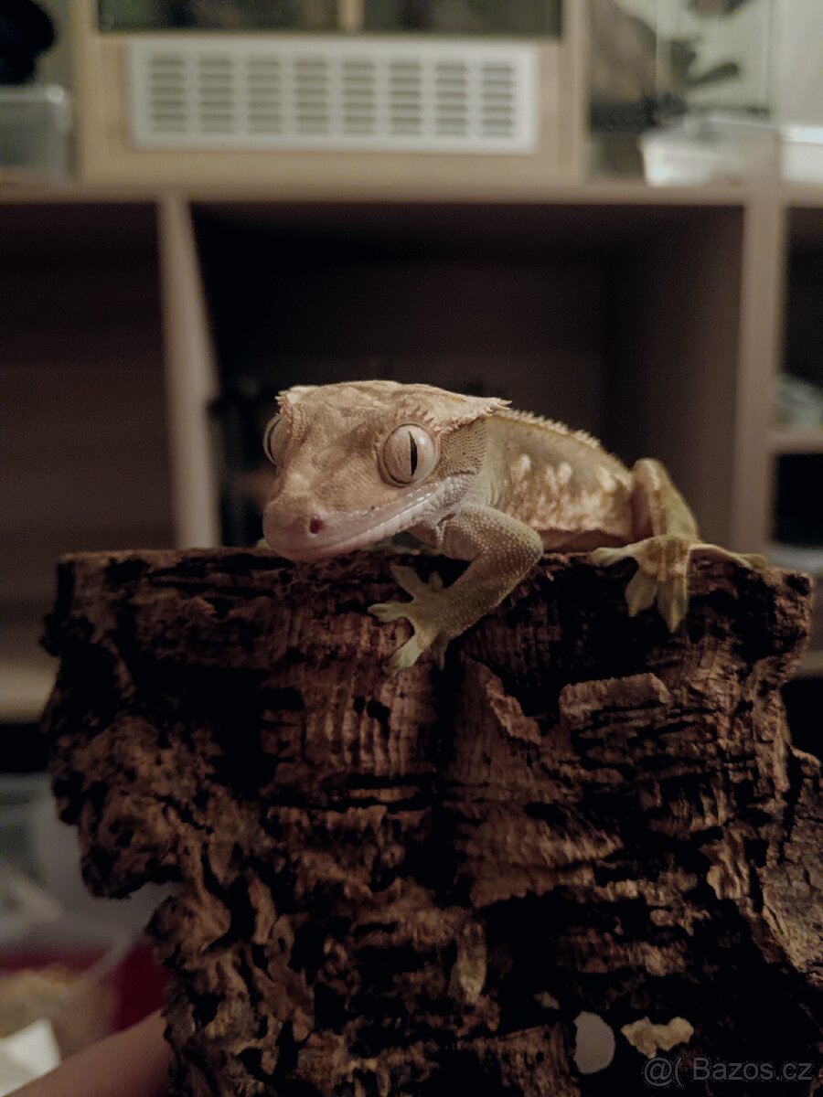 Correlophus ciliatus 1.0 - 2