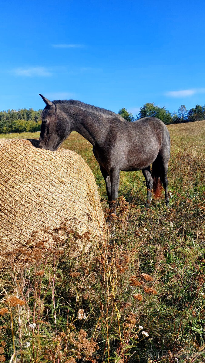 P.R.E. 2letá klisna - 2