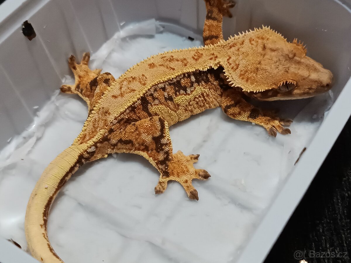 Pagekon řasnatý 1/3 - 2