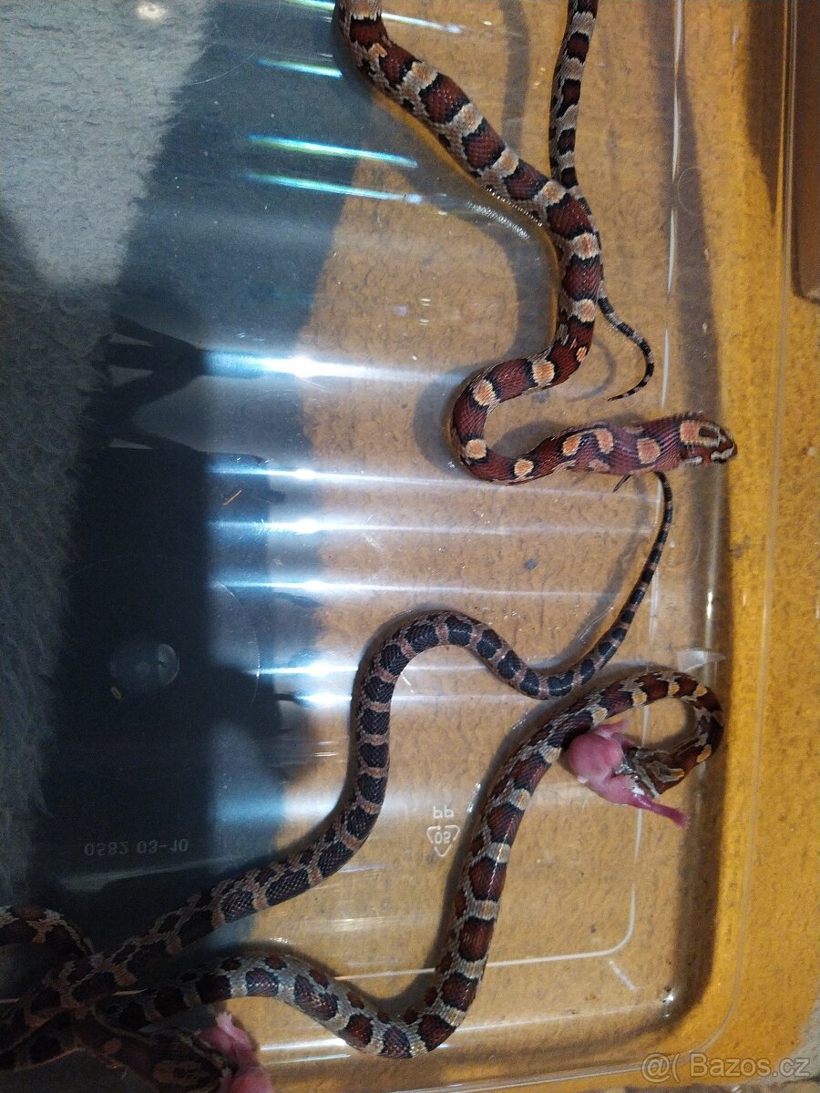 UŽOVKA ČERVENA - 2