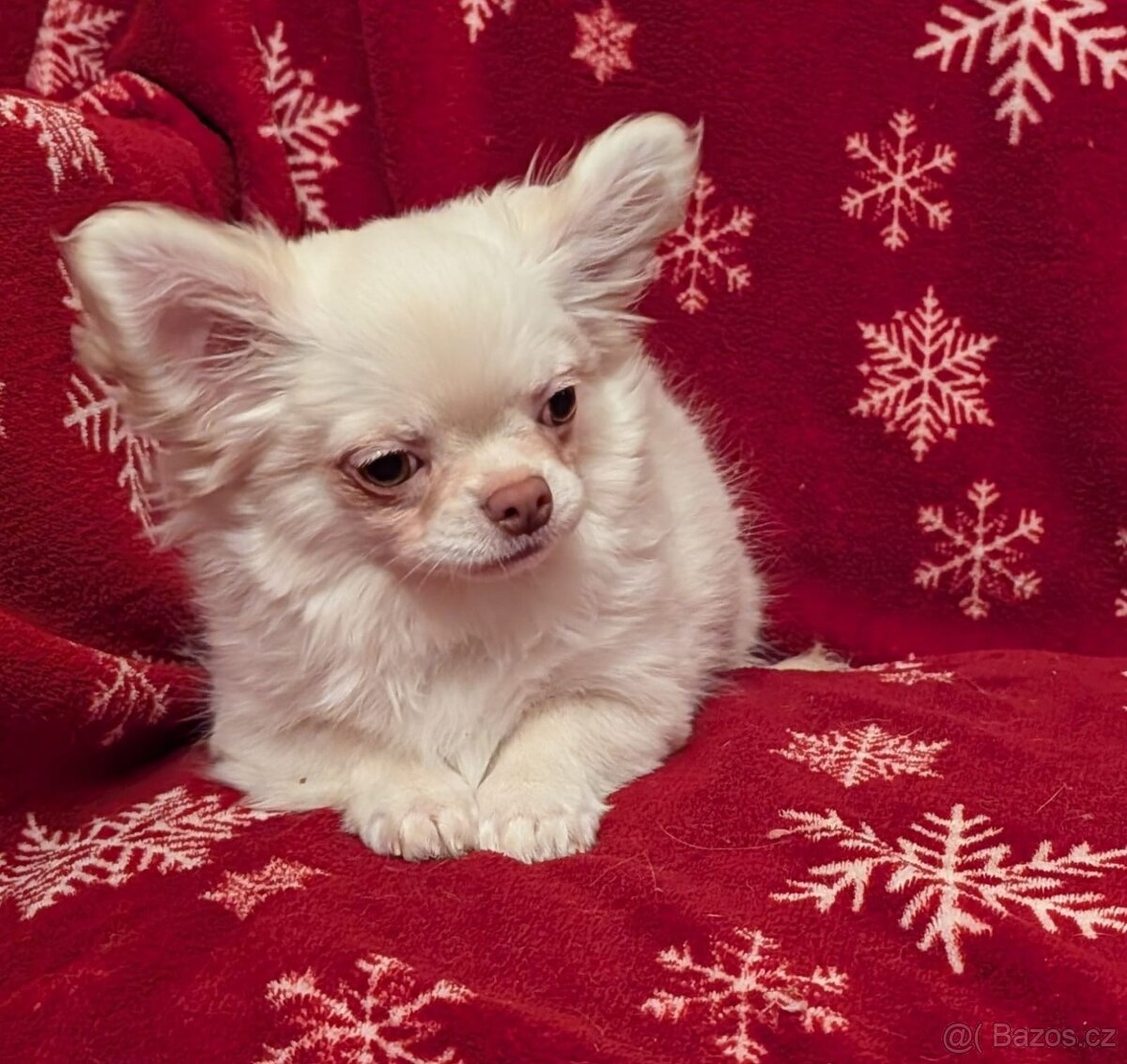 Čivava dlouhosrstá s PP - 2