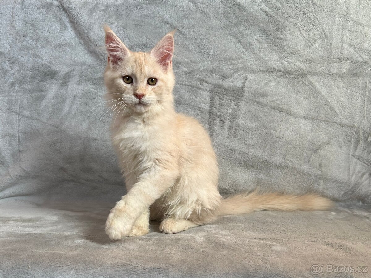 Kocourek s PP - Mainská mývalí - 2