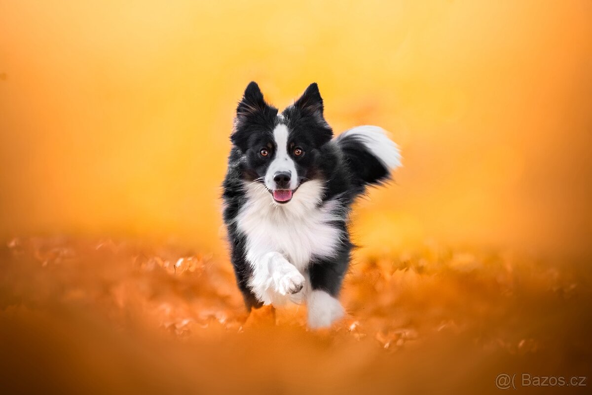 Miniaturní americký ovčák (MAS) - nakrytí - 2