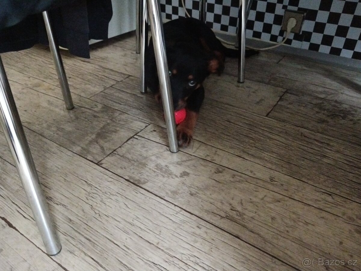 Stěně rotvajler - 2