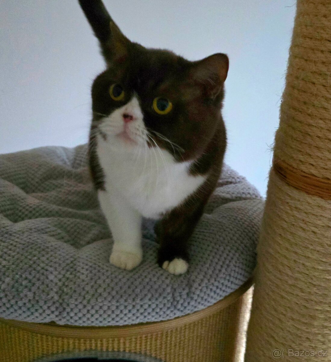 Britská krátkosrstá s PP - 2