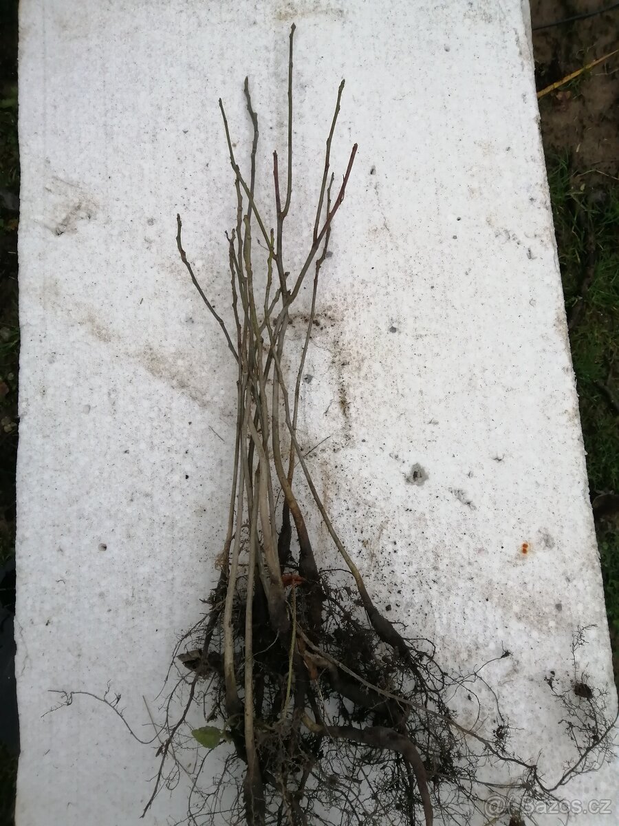 Vlašský ořech - stromky - 2