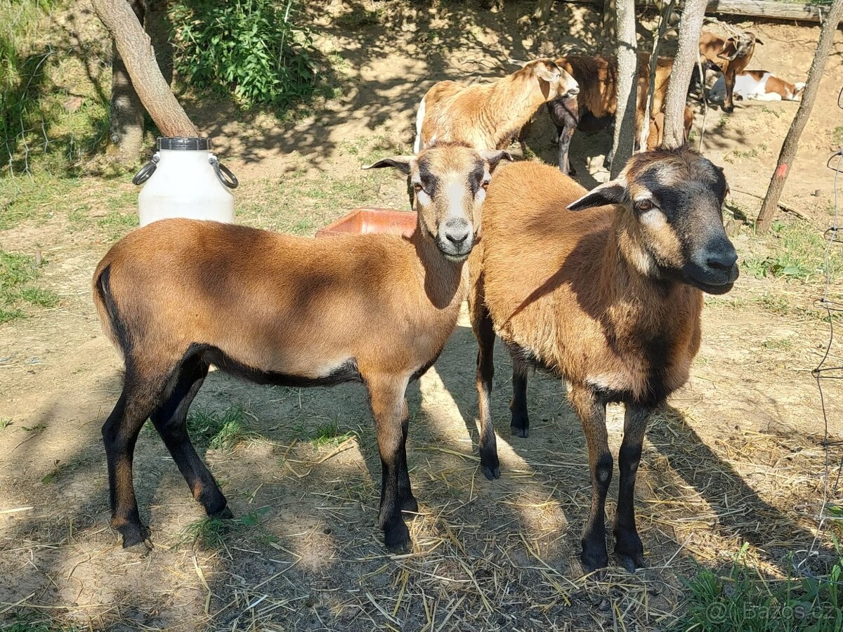 Kamerunská ovce - 2