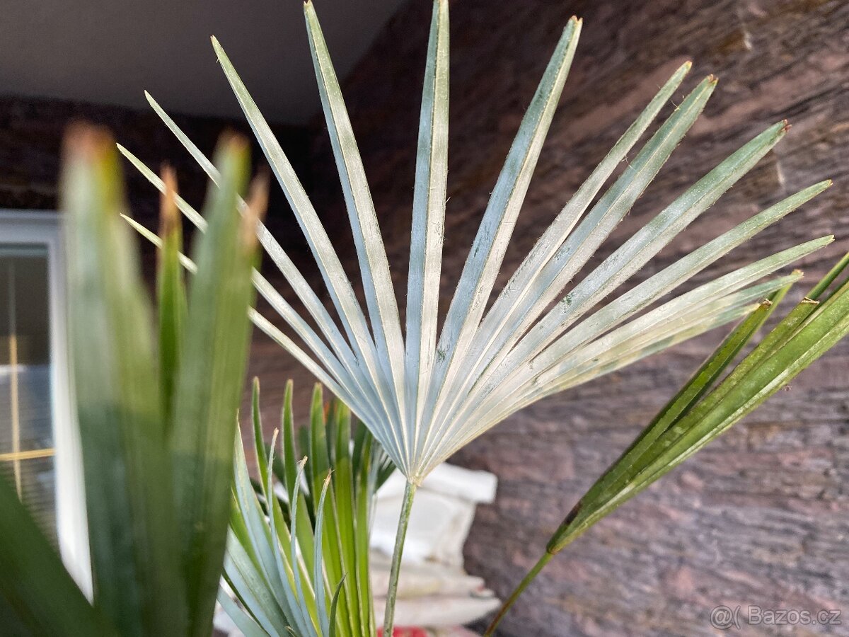 Trachycarpus Princeps - 2