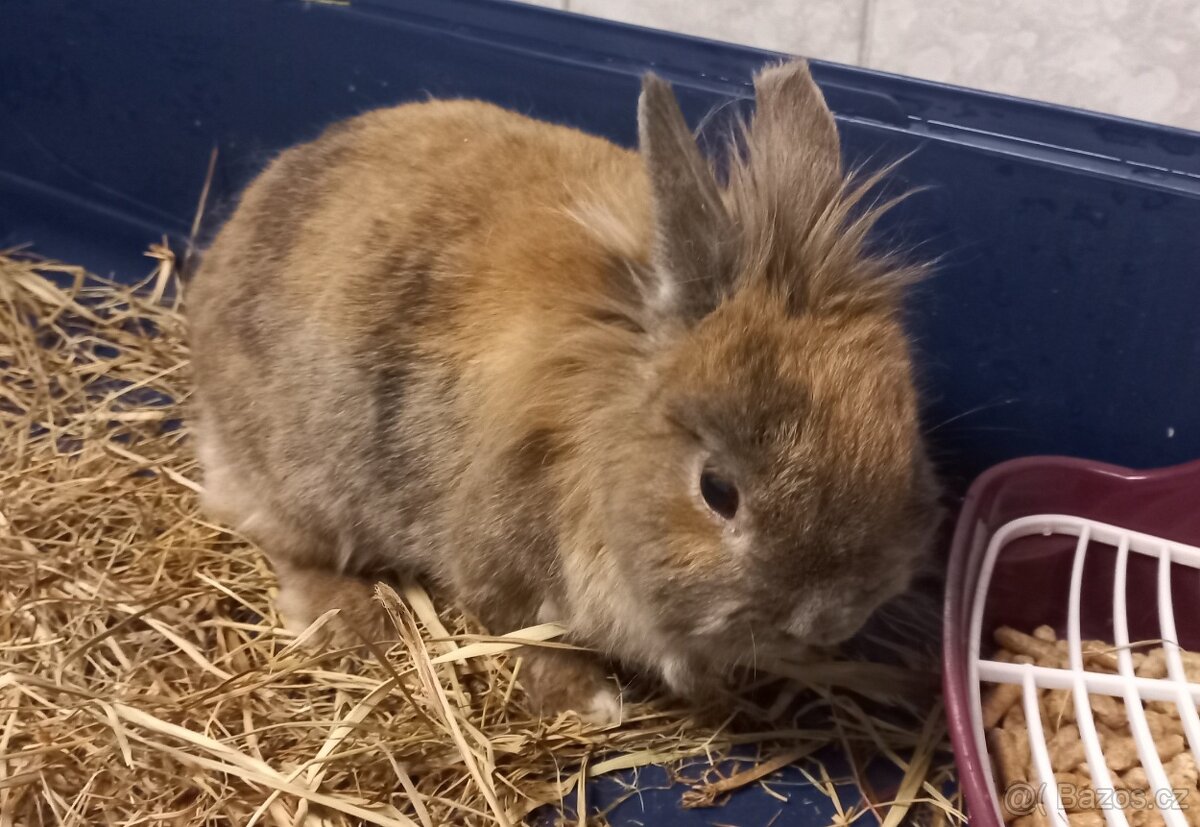 Zakrslý králík - králíček - 2
