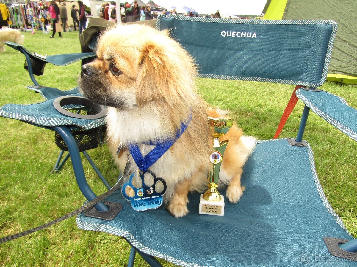 Tibetský španěl s PP ke krytí - 2