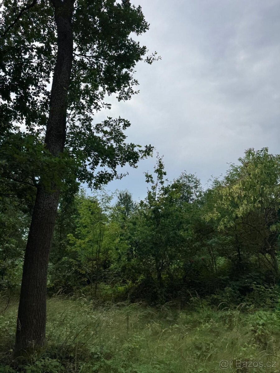 Prodej lesních pozemků v k.ú. Kočín - 2