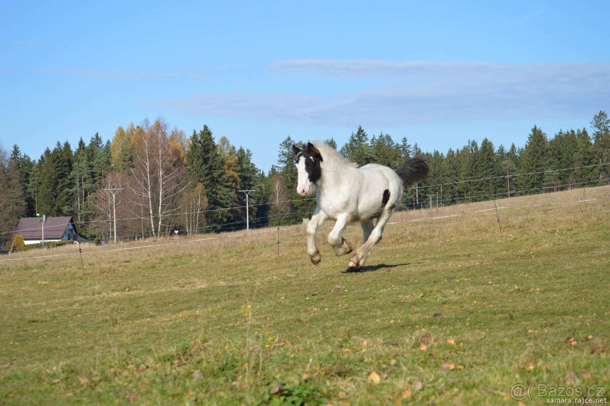 Hřebeček irský cob - 2