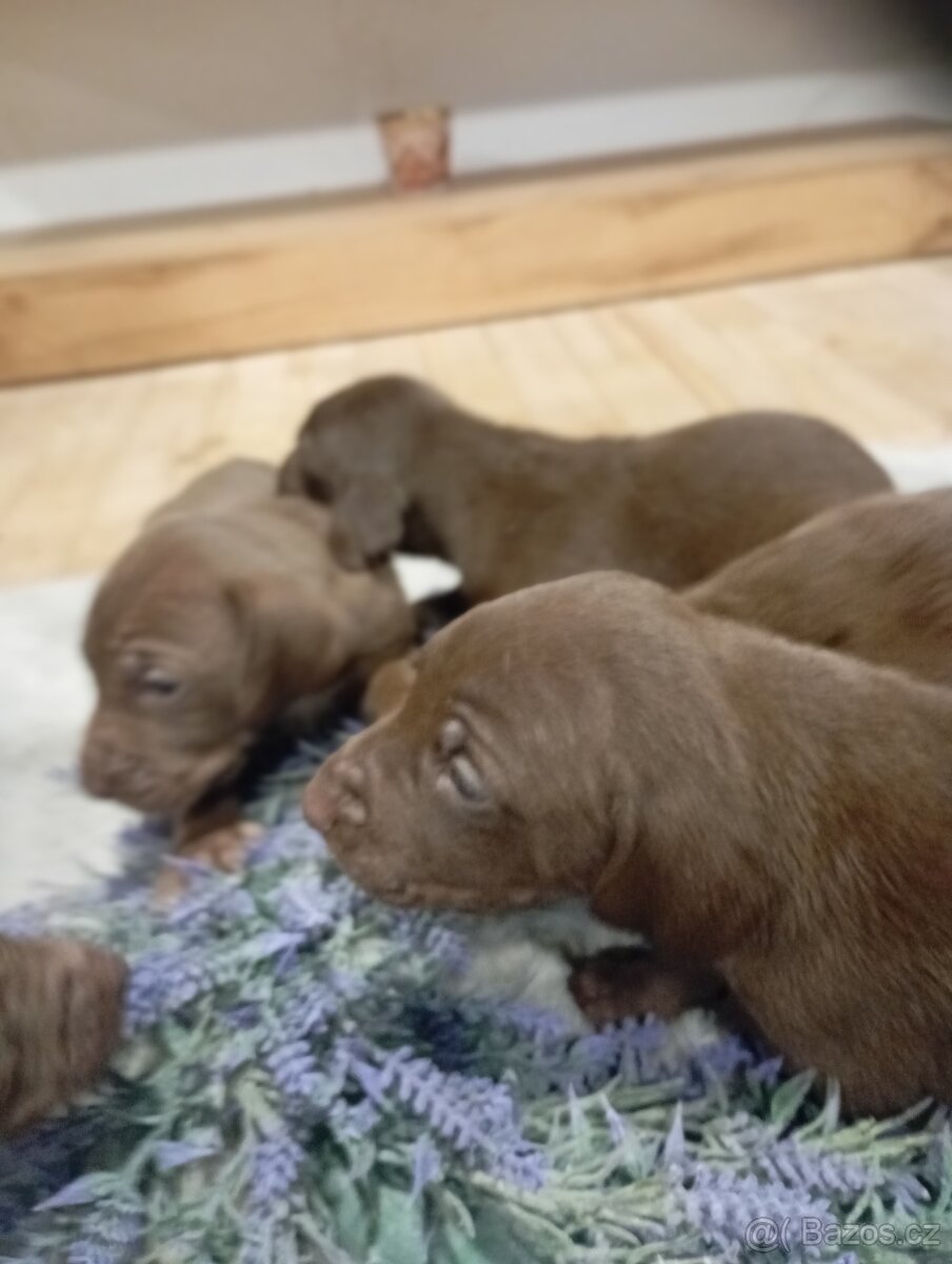 Štěnata Německý ohař - 2