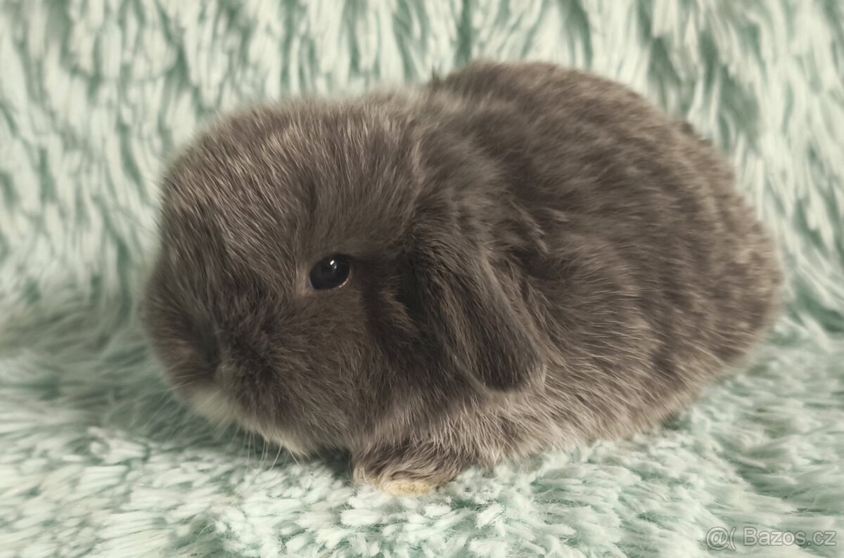 ⭐️ Vánoční ⭐️ Zakrslý beránek 🍀 U3 🍀 - 2