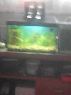 AKVARIJNI SET S OSVETLENIM LED NA 25 LITRU - 2