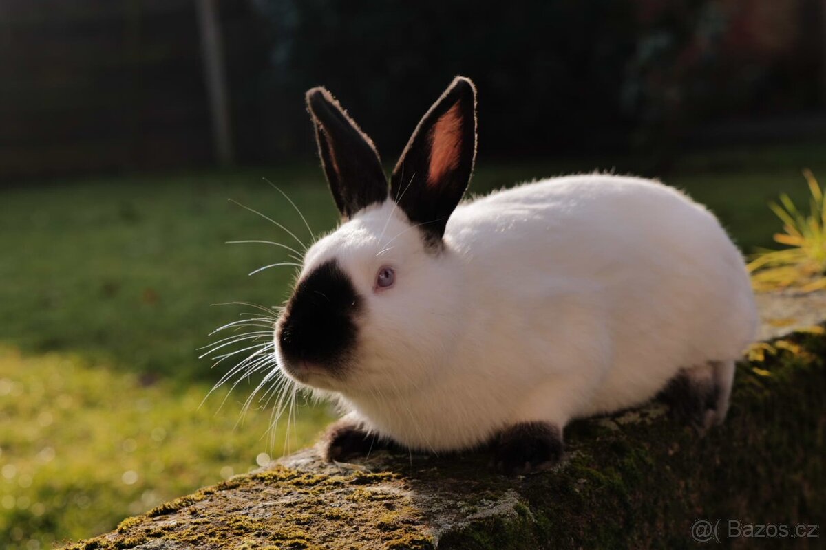 Kalifornský králík – samec - 2