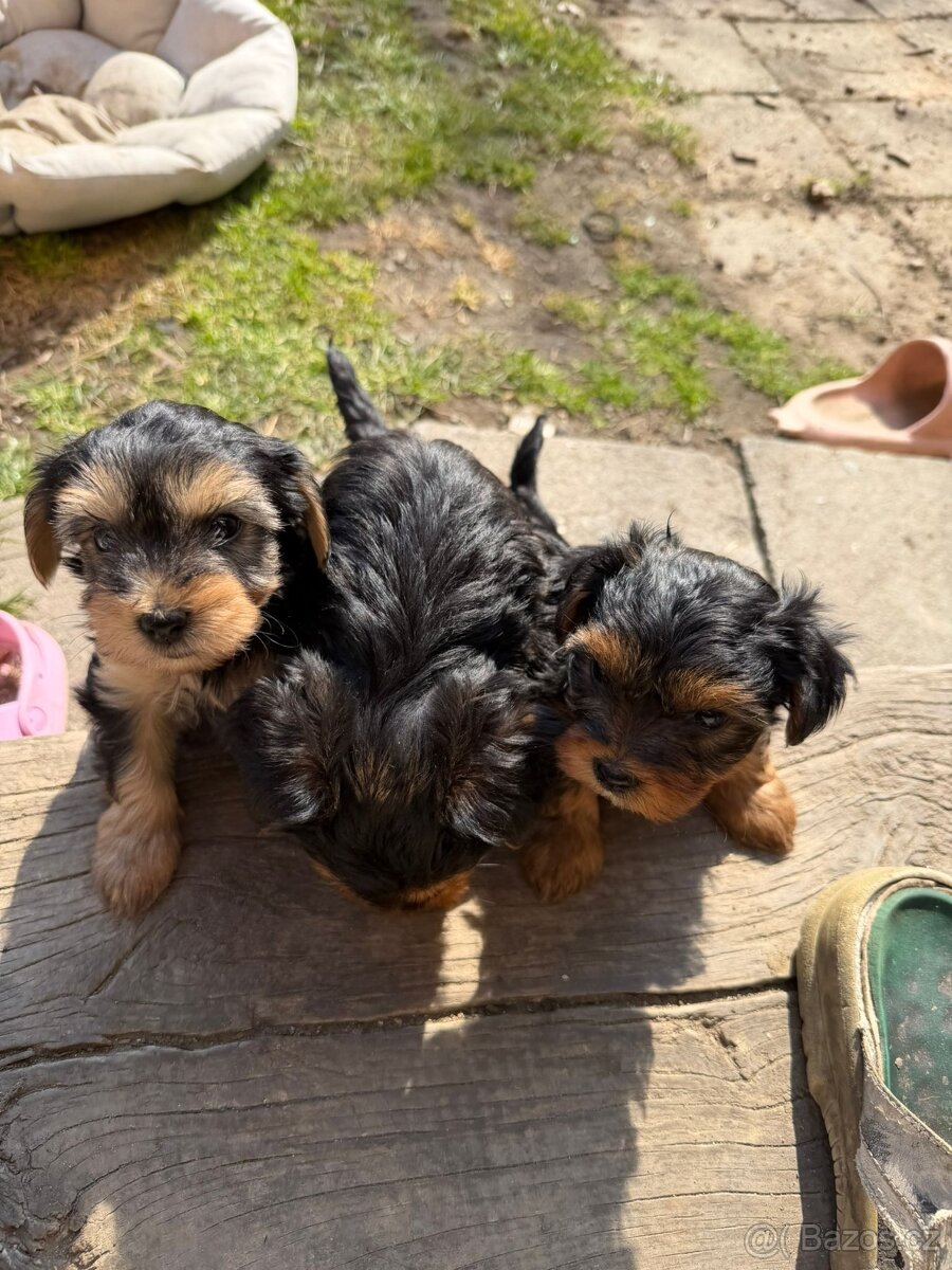 Yorkšírský teriér - 2