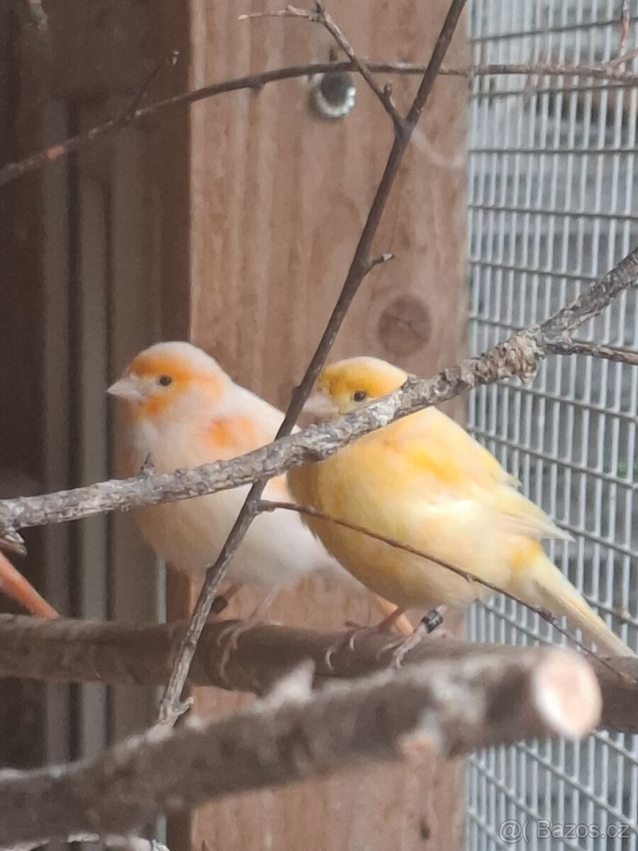 Kanarci - 2