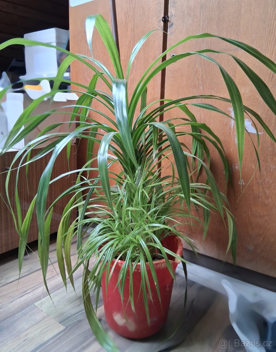 Krásný pandán (Pandanus) - 2