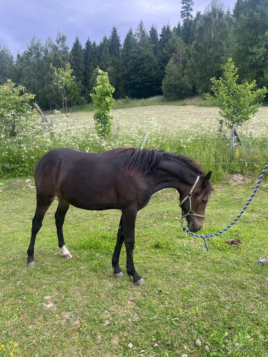 Ponička do pony sportu - 2