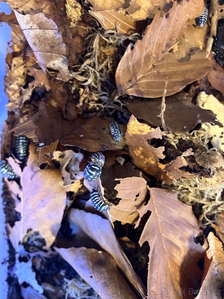 Armadillidium maculatum “Zebra” 15ks - 2