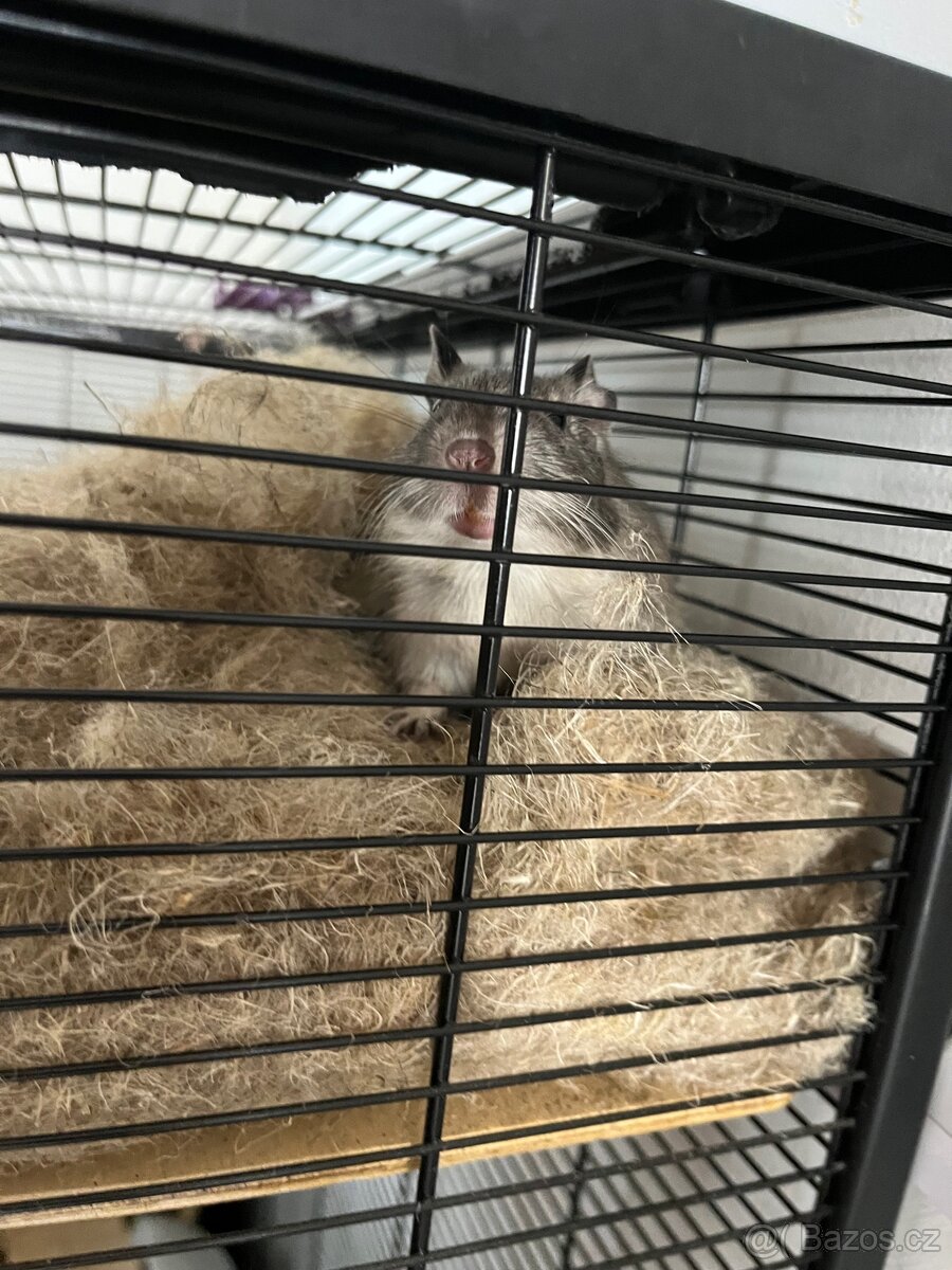 Osmák degu - 2