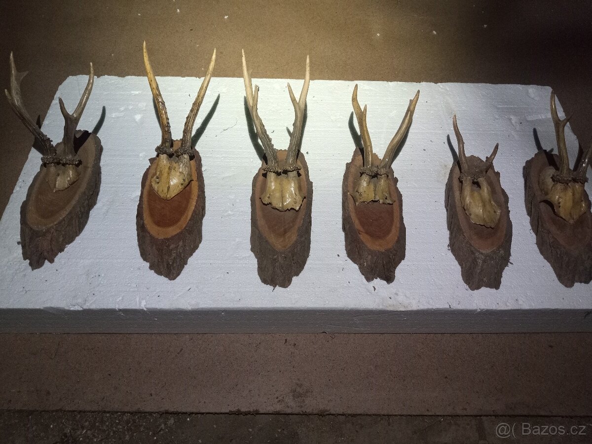 Trofeje, srnčí parůžky - 2