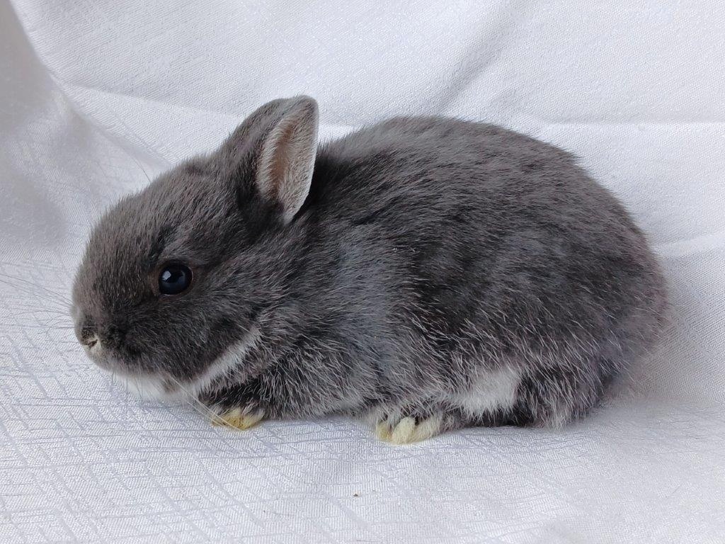 Zakrslí beránci a bílopesíkatí králíčci s rodokmenem - 2