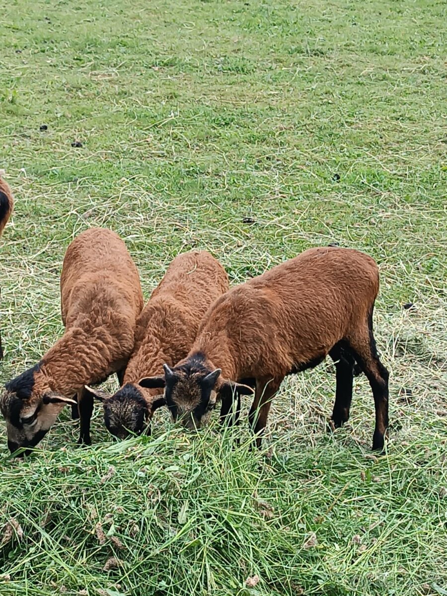 Kamerunská ovce - 2