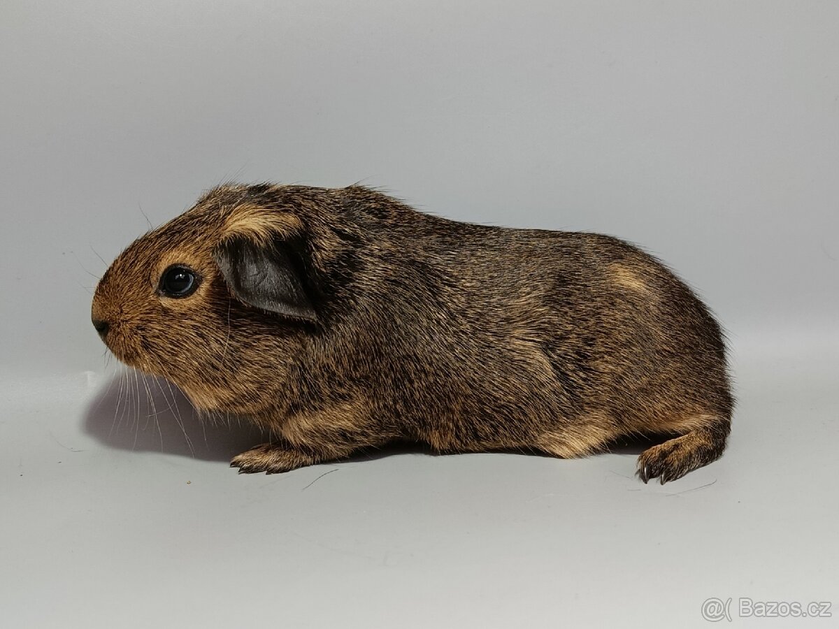Cuy samečci s PP/VP - 2