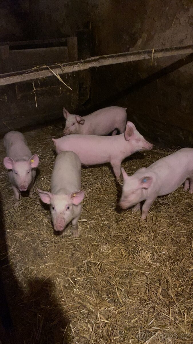 Jateční vykrmené prase - 2